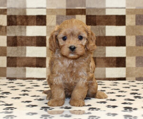 Medium Photo #3 Cavapoo (Miniature) Puppy For Sale in DENVER, PA, USA