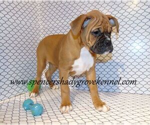 Boxer Puppy for sale in CABOOL, MO, USA