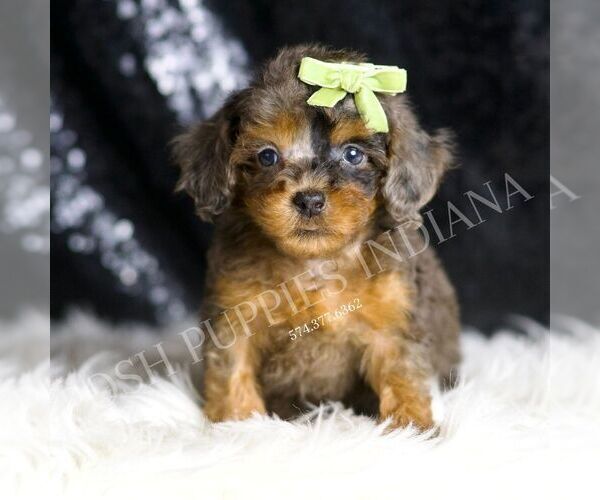 Medium Photo #51 Poodle (Toy) Puppy For Sale in WARSAW, IN, USA