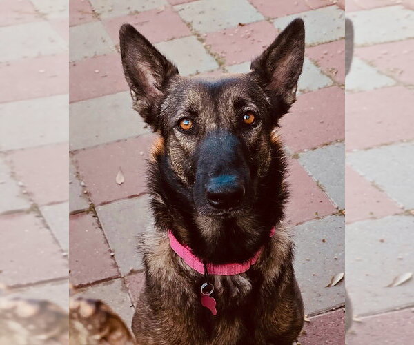 Medium Photo #12 German Shepherd Dog Puppy For Sale in Houston, TX, USA