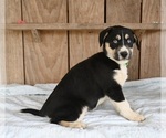 Small Photo #2 Beabull-Siberian Husky Mix Puppy For Sale in MILLERSBURG, OH, USA