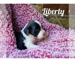 Puppy Liberty English Springer Spaniel