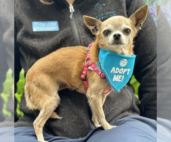 Medium Photo #1 Chihuahua Puppy For Sale in Pacific Grove, CA, USA