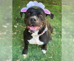 Small #7 American Bulldog Mix