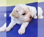 Puppy Puppy 7 Cavapoo (Miniature)