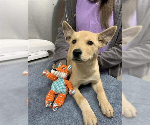 Medium Photo #1 Huskies -Labrador Retriever Mix Puppy For Sale in Fairbanks, AK, USA