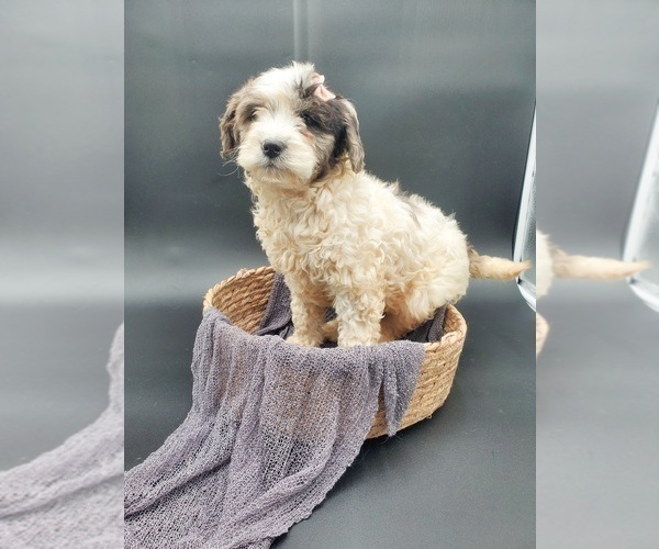 Medium Photo #1 Labradoodle-Poodle (Standard) Mix Puppy For Sale in GOSHEN, IN, USA