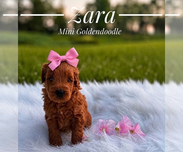 Medium Photo #6 Goldendoodle (Miniature) Puppy For Sale in LANSING, IL, USA