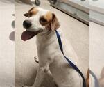 Small Parson Russell Terrier Mix
