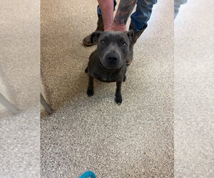 Mutt Dogs for adoption in Great Bend, KS, USA