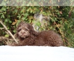 Small #27 ShihPoo