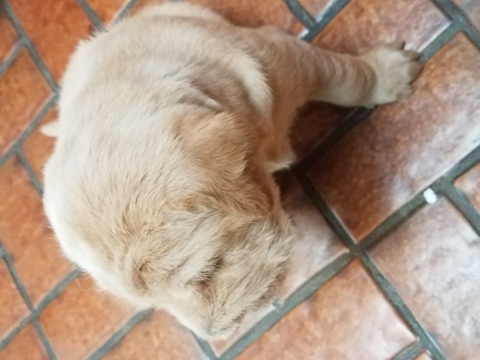 shar pei and poodle mix