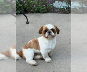 Shih Tzu Dogs for adoption in St. Louis Park, MN, USA