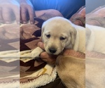 Small Photo #11 Labrador Retriever Puppy For Sale in ROMOLAND, CA, USA