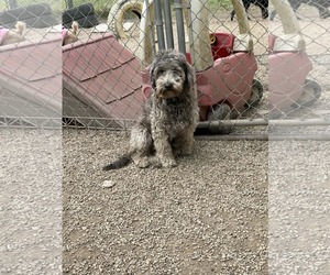 Poodle (Miniature)-Wheaten Terrier Mix Dogs for adoption in Mukwonago, WI, USA
