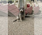 Small Poodle (Miniature)-Wheaten Terrier Mix