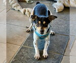 Small #6 Rat Terrier