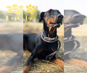 Doberman Pinscher Dogs for adoption in Monte Vista, CO, USA
