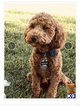 Small Photo #1 Goldendoodle Puppy For Sale in BRANDON, MS, USA