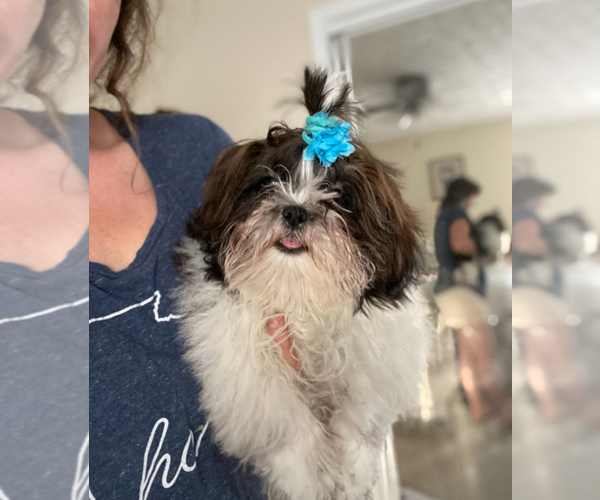Medium Photo #4 Shih Tzu Puppy For Sale in ALPHARETTA, GA, USA