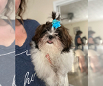 Small #3 Shih Tzu