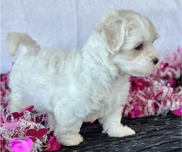 Medium Photo #7 Maltese Puppy For Sale in ROCK STREAM, NY, USA