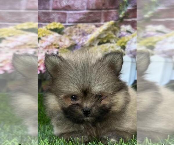 Medium Photo #12 Pomeranian Puppy For Sale in WEST PALM BEACH, FL, USA