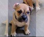Small Photo #2 American Bully Puppy For Sale in DUQUESNE, PA, USA