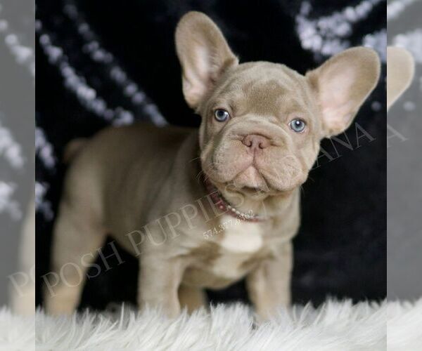 Medium Photo #5 French Bulldog Puppy For Sale in WARSAW, IN, USA
