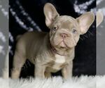 Small #4 French Bulldog