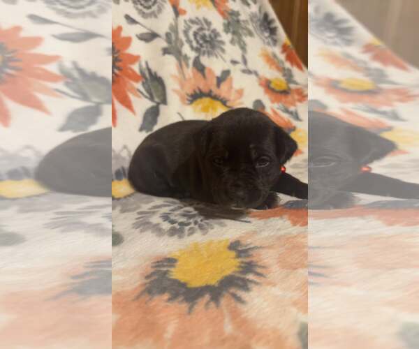 Medium Photo #3 Boxer-Unknown Mix Puppy For Sale in Holly Springs, NC, USA