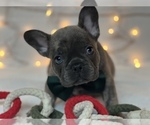 Small Photo #12 French Bulldog Puppy For Sale in FLEMING ISLAND, FL, USA