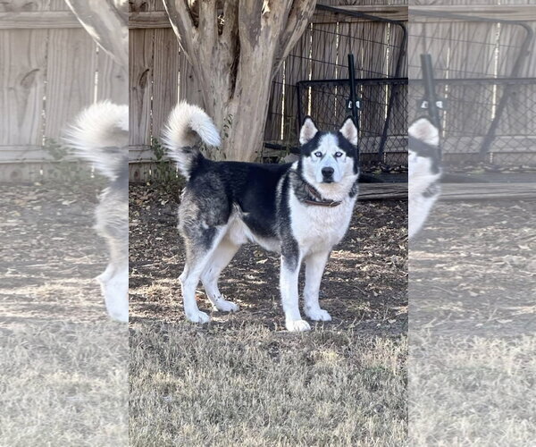 Medium Photo #1 Alaskan Malamute-Unknown Mix Puppy For Sale in Fort Worth, TX, USA
