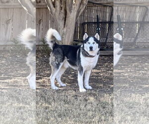 Alaskan Malamute-Unknown Mix Dogs for adoption in Fort Worth, TX, USA