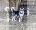 Small Alaskan Malamute Mix