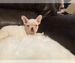 Small Photo #15 French Bulldog Puppy For Sale in BALDWIN PARK, CA, USA