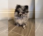 Small Photo #2 Pomeranian Puppy For Sale in EDGEWATER, FL, USA