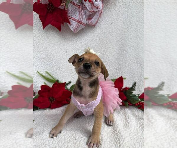 Medium Photo #1 Labrador Retriever Puppy For Sale in Silver Spring, MD, USA