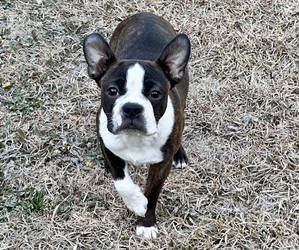Father of the Boston Terrier puppies born on 08/17/2025