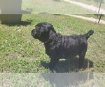 Small Photo #13 Aussiedoodle Puppy For Sale in CONWAY, SC, USA