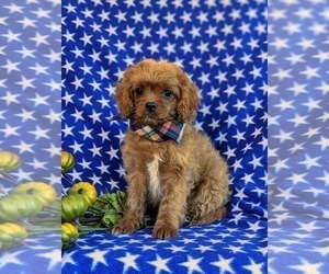 Cavapoo Puppy for sale in ATGLEN, PA, USA