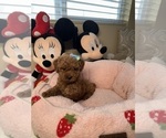 Small Photo #24 Poodle (Toy) Puppy For Sale in NORTH HILLS, CA, USA