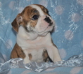 Small Photo #5 Bulldog Puppy For Sale in ROYSE CITY, TX, USA