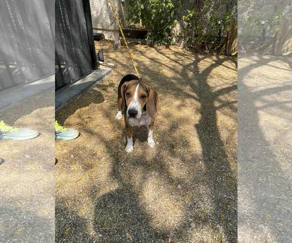 Medium Photo #4 Beagle Puppy For Sale in Las Vegas, NV, USA