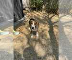 Small #3 Beagle