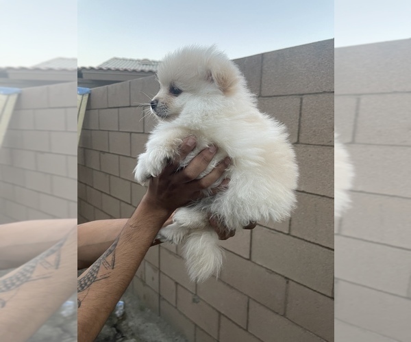 Medium Photo #2 Pomeranian Puppy For Sale in PALM SPRINGS, CA, USA