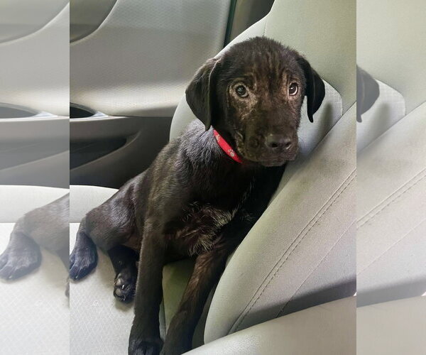 Medium Photo #5 Mutt Puppy For Sale in Mount Laurel, NJ, USA