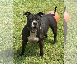 American Pit Bull Terrier-Unknown Mix Dogs for adoption in Virginia Beach, VA, USA