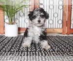 Small Photo #3 Poovanese Puppy For Sale in NAPLES, FL, USA