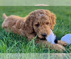 Goldendoodle (Miniature) Puppy for sale in ROY, UT, USA